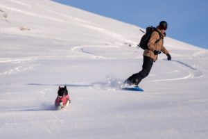 Shiya: The Snowboarder Collie