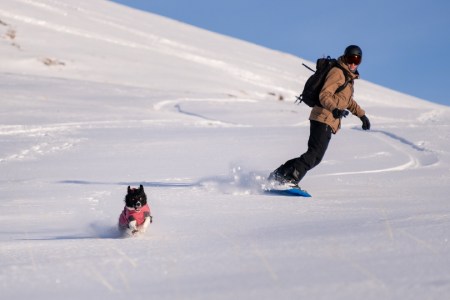 Shiya: The Snowboarder Collie